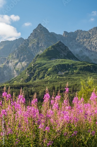 Tatra mountains, Poland landscape, colorful flowers in Gasienicowa valley (Hala Gasienicowa), summer