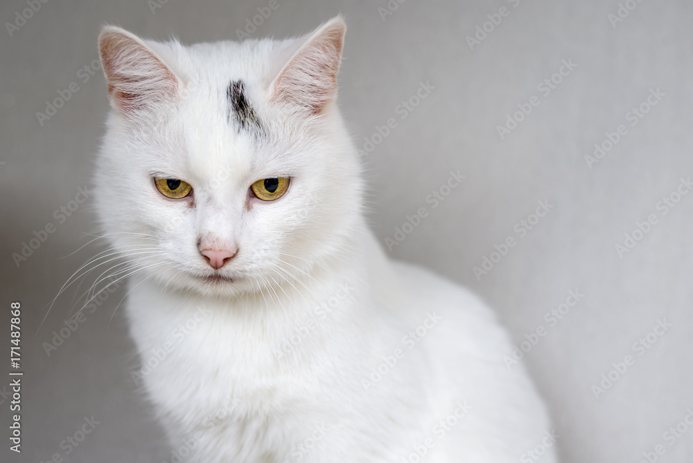 portrait of a white domestic cat portrait of a white domestic cat