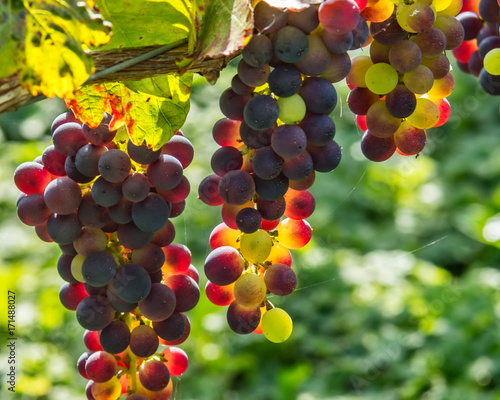 Wine Grapes on the Vine 