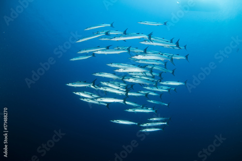 A school of barracuda fishes on the move photo