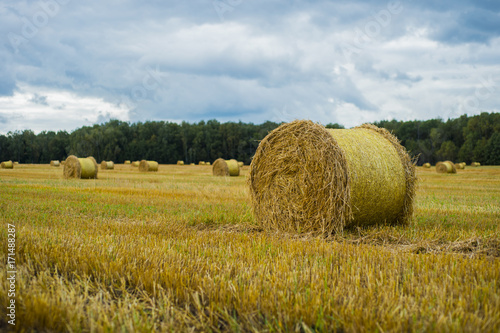 Hay bale. Agriculture field with sky. Rural nature in the farm land. Straw on the meadow. Wheat yellow golden harvest in summer. Countryside natural landscape. Grain crop, harvesting.