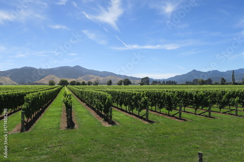 Vignes Nouvelle Zelande Marlborough