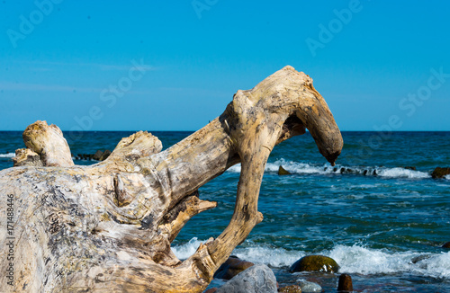 driftwood at beach