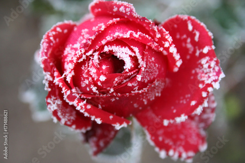 red rose with snow valentine's day