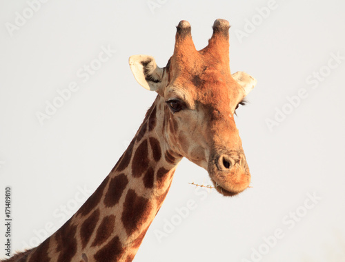 African Male Giraffe head, looking directly into camera
