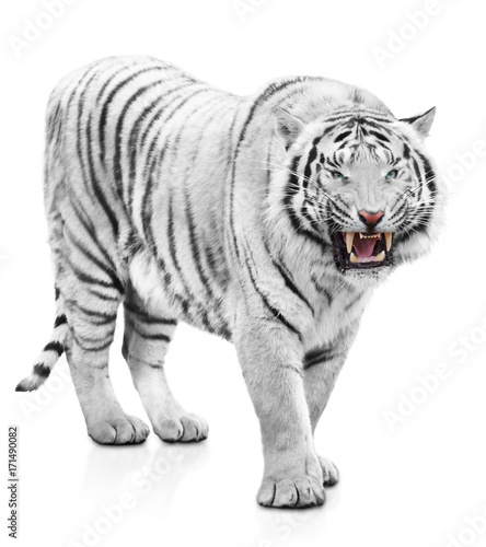 White tiger fury