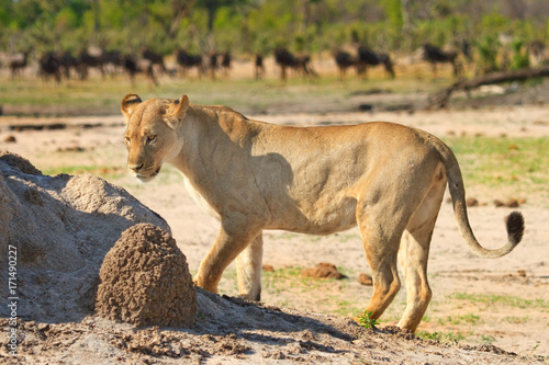 Full Frame Lioness standing next to a termite mound with wildebeest in the background in Hwange  Zimbabwe