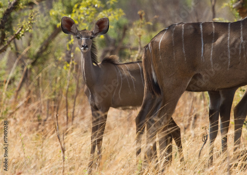 A very young Kudu calf hiding behind mum in the bush, but looking directly ahead into camera