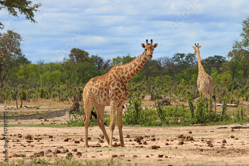 Southern Giraffe standing in camp looking directly at camera with another giraffe in the background