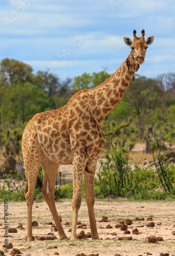 Southern Giraffe standing on the African Plains in Hwange, Zimbabwe with a natural bush background