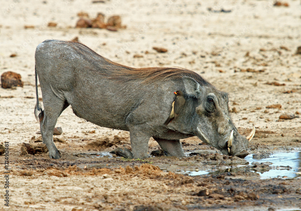 Warthog kneeling while taking a drink from an african waterhole, Hwange, Zimbabwe Warthog kneeling while taking a drink from an african waterhole, Hwange, Zimbabwe