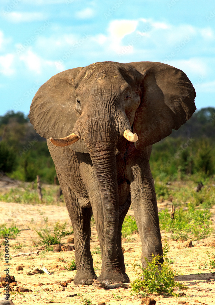 Close up oportrait of a large African Elephant looking directly into camera on Makololo plains, Zimbabwe