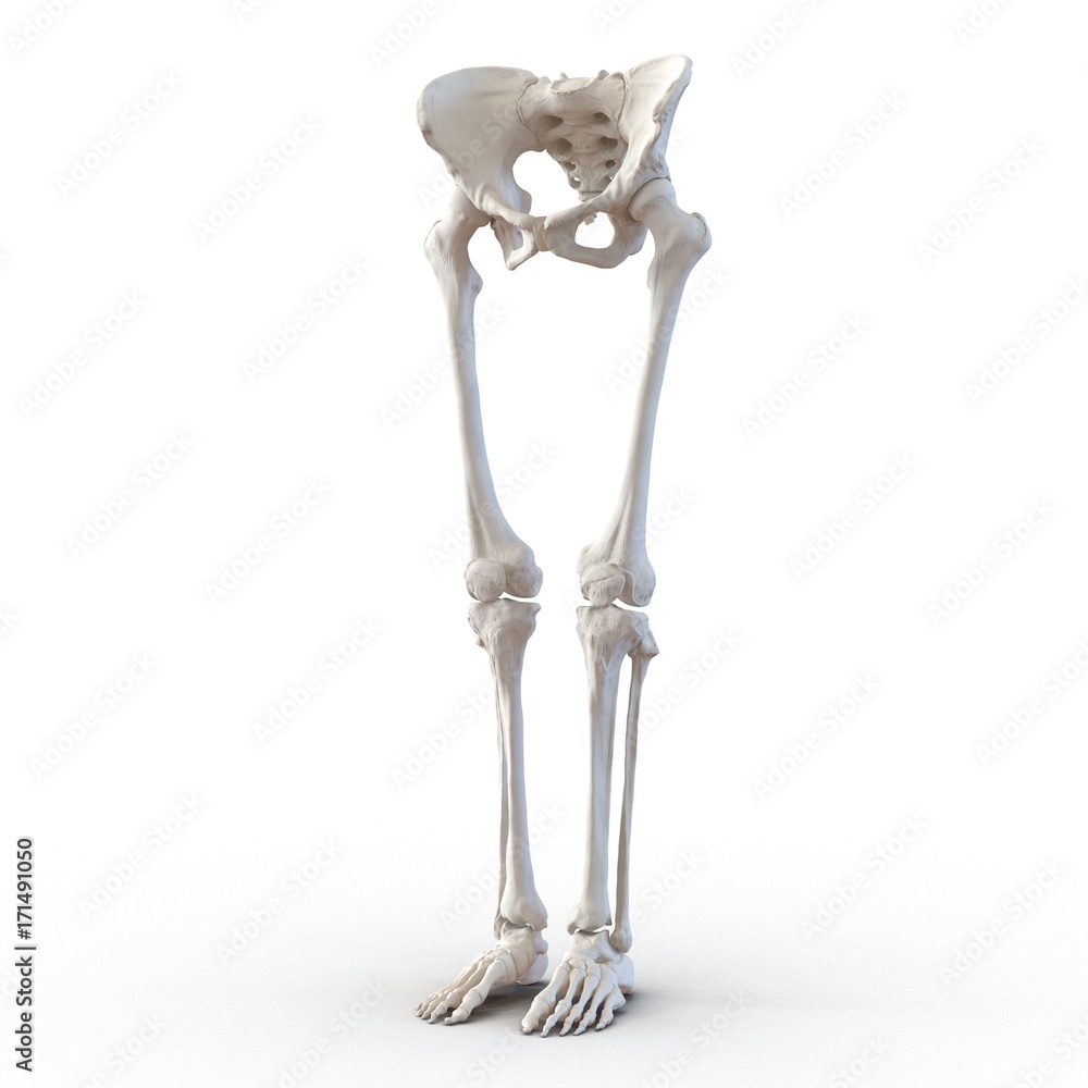 Female Lower Body Skeleton on white. 3D illustration