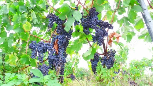 Grapes