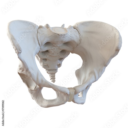 Female Pelvis Skeleton on white. 3D illustration photo