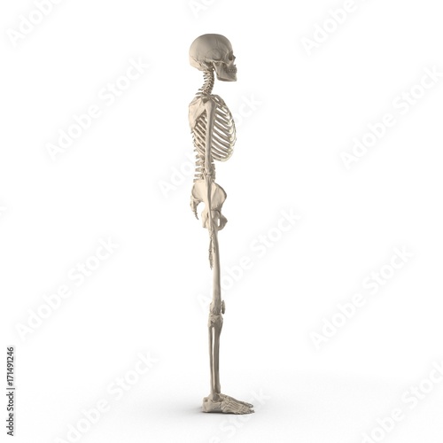 3D illustration with female skeleton isolated on white. Side view.