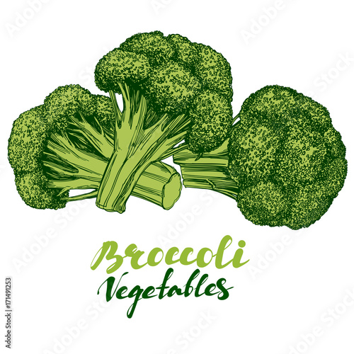 Broccoli vegetable set. Detailed engraved. Vintage hand drawn vector illustration realistic sketch.