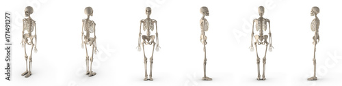 medical accurate female skeleton renders set from different angles on a white. 3D illustration photo