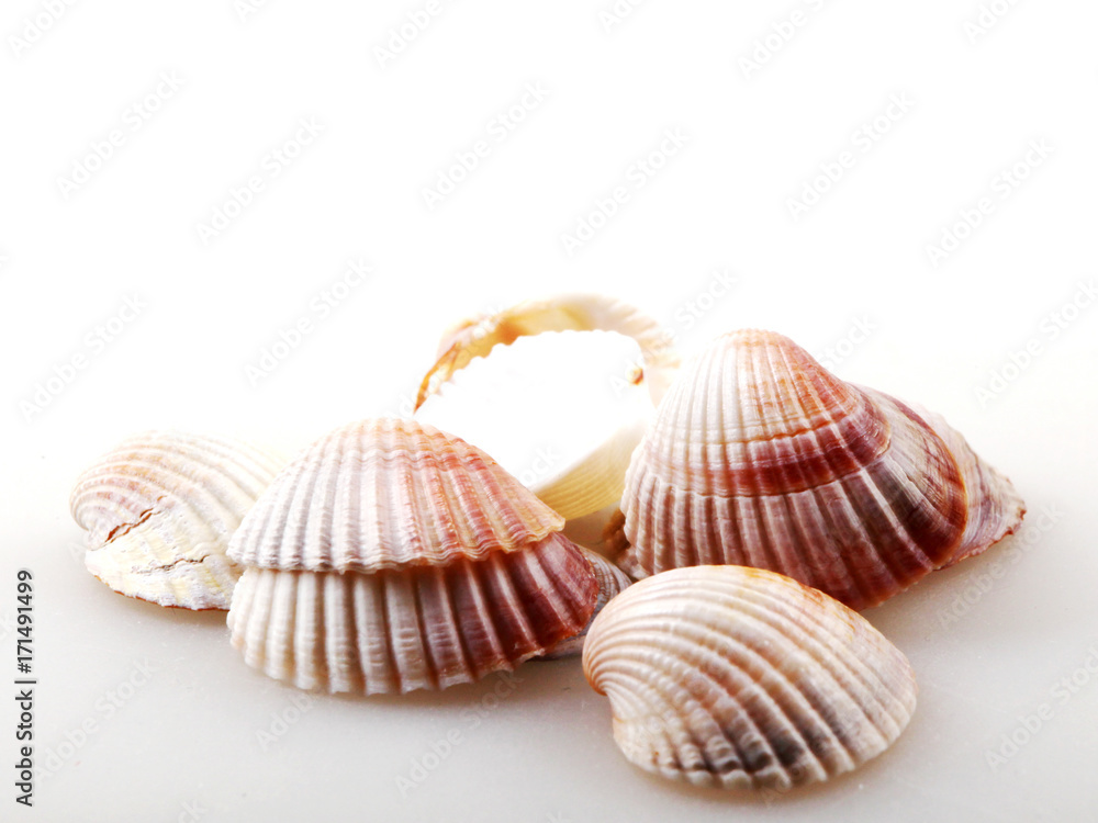 Seashell isolated