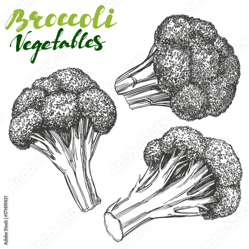 Broccoli vegetable set. Detailed engraved. Vintage hand drawn vector illustration realistic sketch.