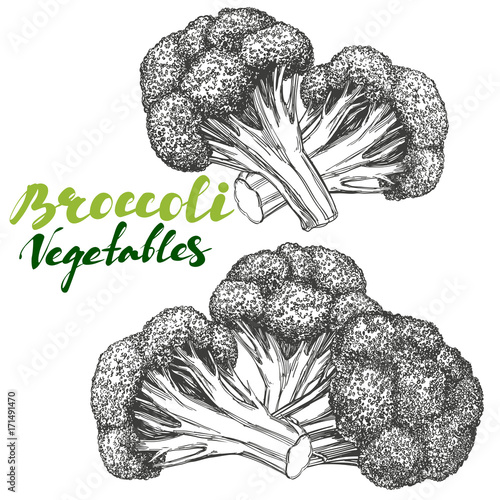 Broccoli vegetable set. Detailed engraved. Vintage hand drawn vector illustration realistic sketch.