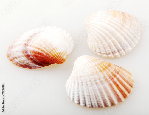 Seashell isolated