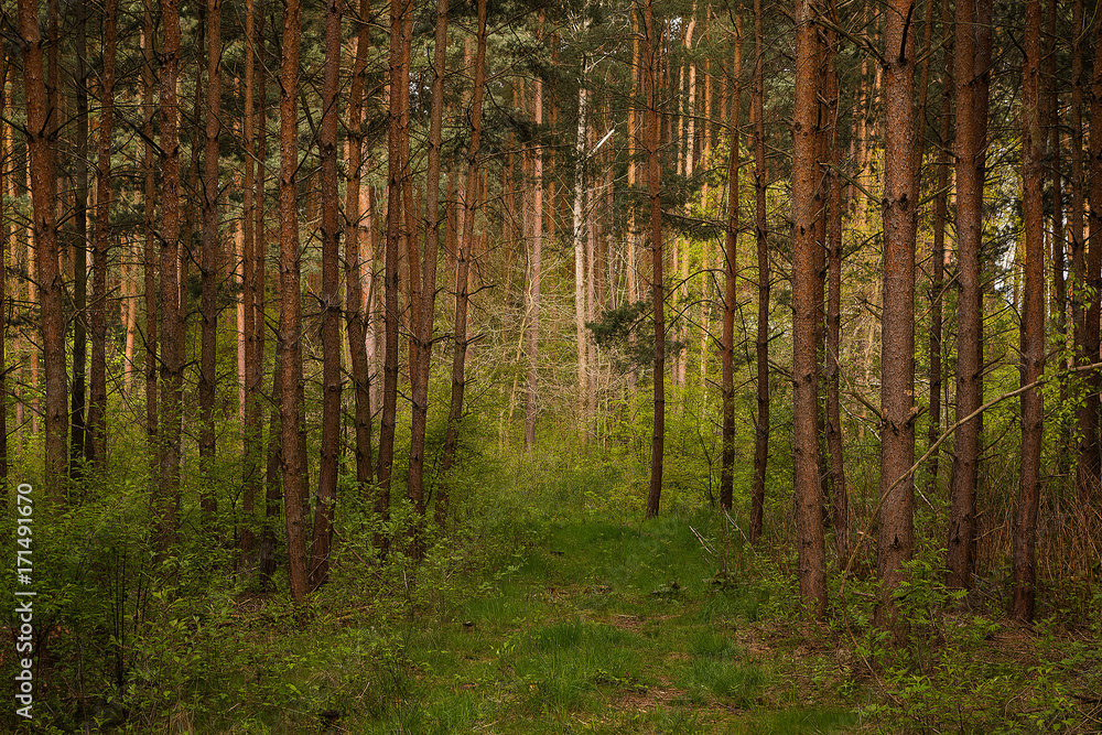 Fototapeta premium leśna ścieżka