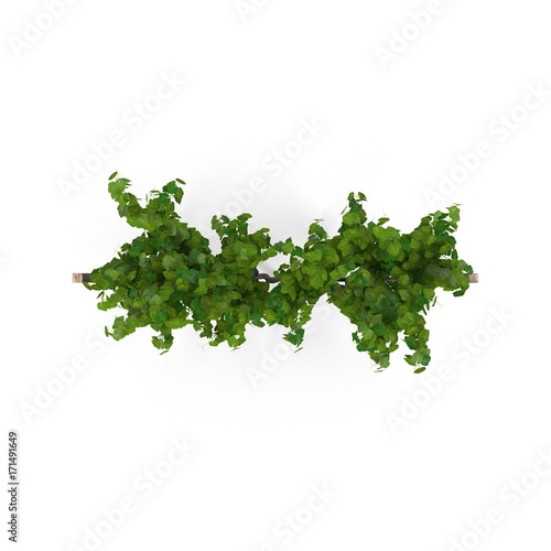 vineyard with ripe grapes on white. Top view. 3D illustration