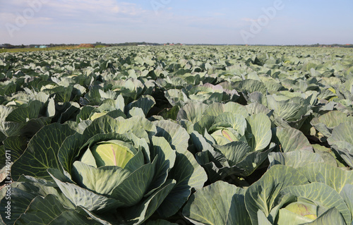 green cabbages in a very fertile field with sandy soil photo