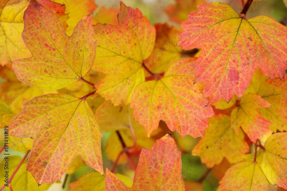 Bright autumn leaves