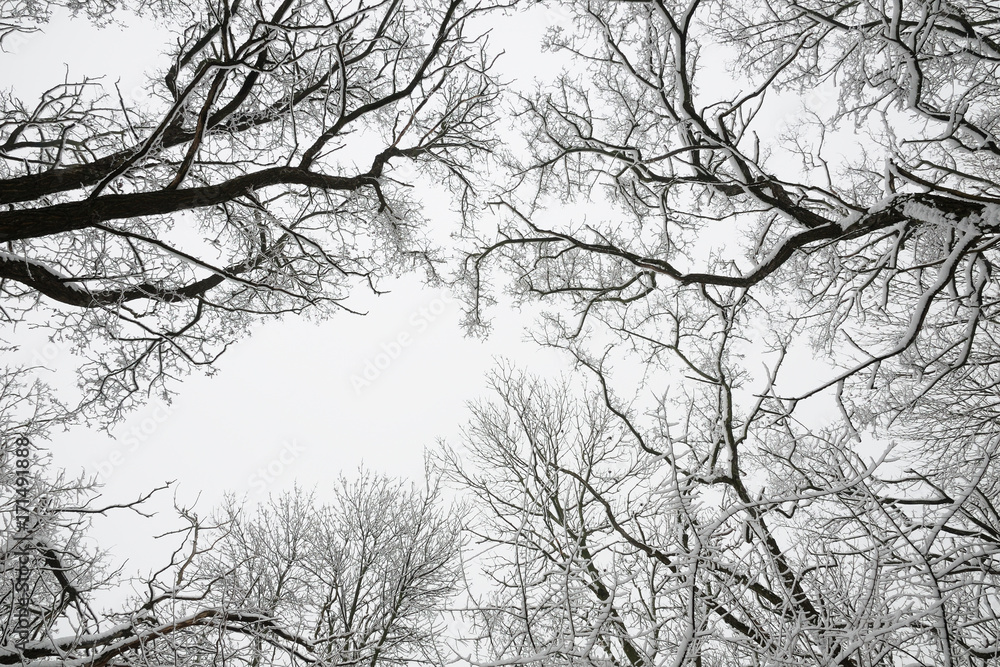 Branches of winter trees covered with snow Branches of winter trees covered with snow