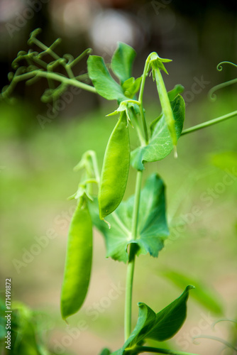 Green peas