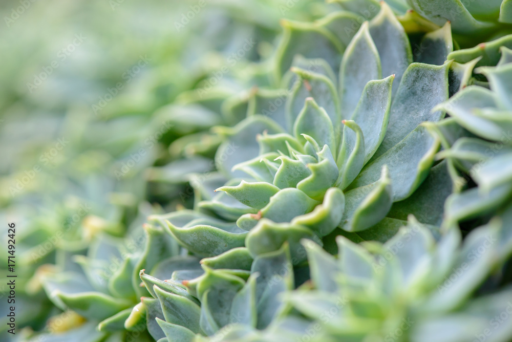 Extreme macro detail of a field of thin, miniature, succulent plants, Singapore. Thin depth of field. Travel and desert garden plants concept. Extreme macro detail of a field of thin, miniature, succulent plants, Singapore. Thin depth of field. Travel and desert garden plants concept.