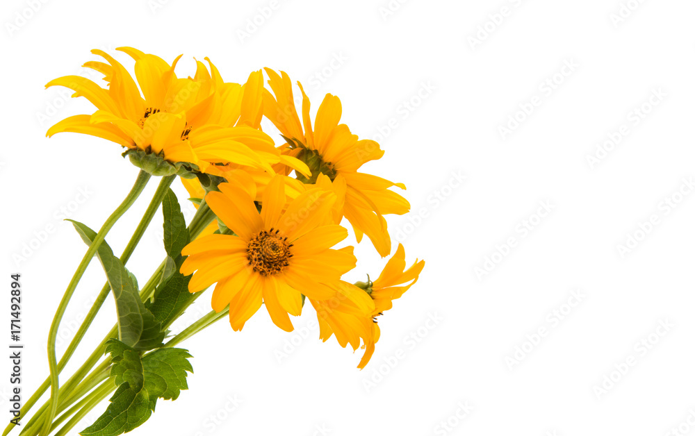 Yellow flower isolated Yellow flower isolated