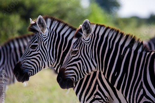 Profile of Two Zebras Heads