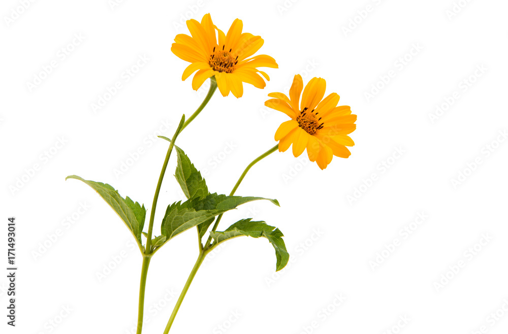Fototapeta premium Yellow flower isolated