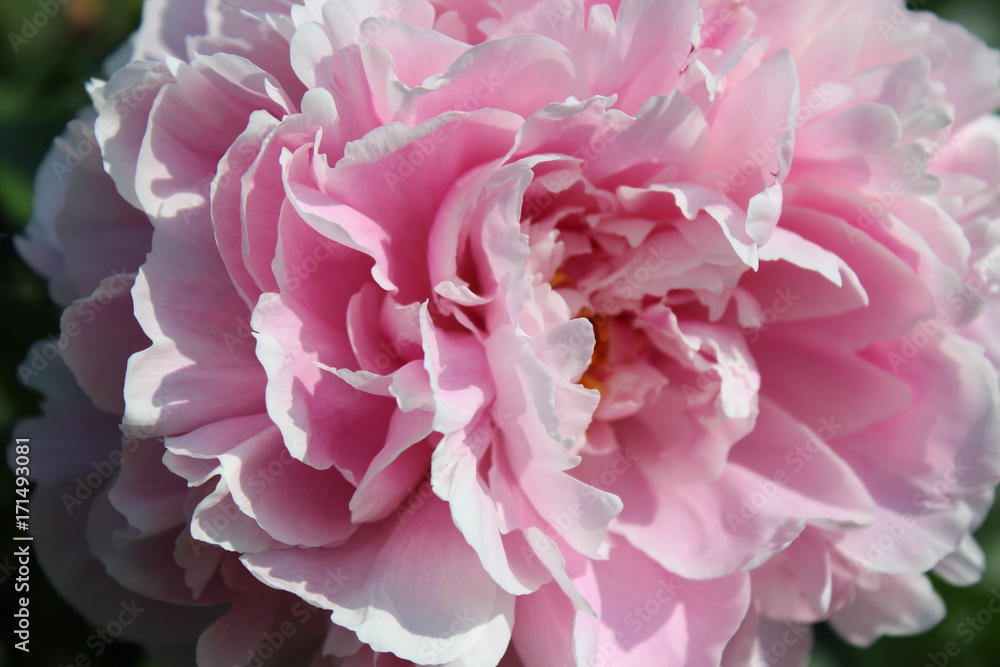 Pfingstrose Paeonia