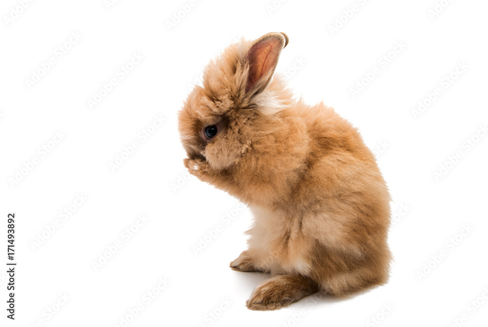 Obraz premium little brown rabbit