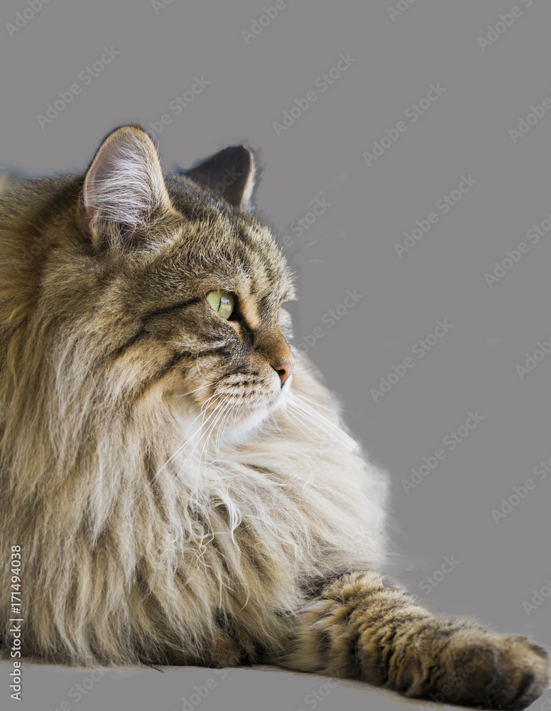 Obraz premium Long haired cat profile, siberian purebred male. Hypoallergenic pet