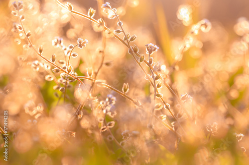 Beautiful wild flowers, blurred image with bokeh and morning light