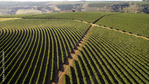 Fototapeta Naklejka Na Ścianę i Meble -  Aerial view coffee plantation in Minas Gerais state - Brazil