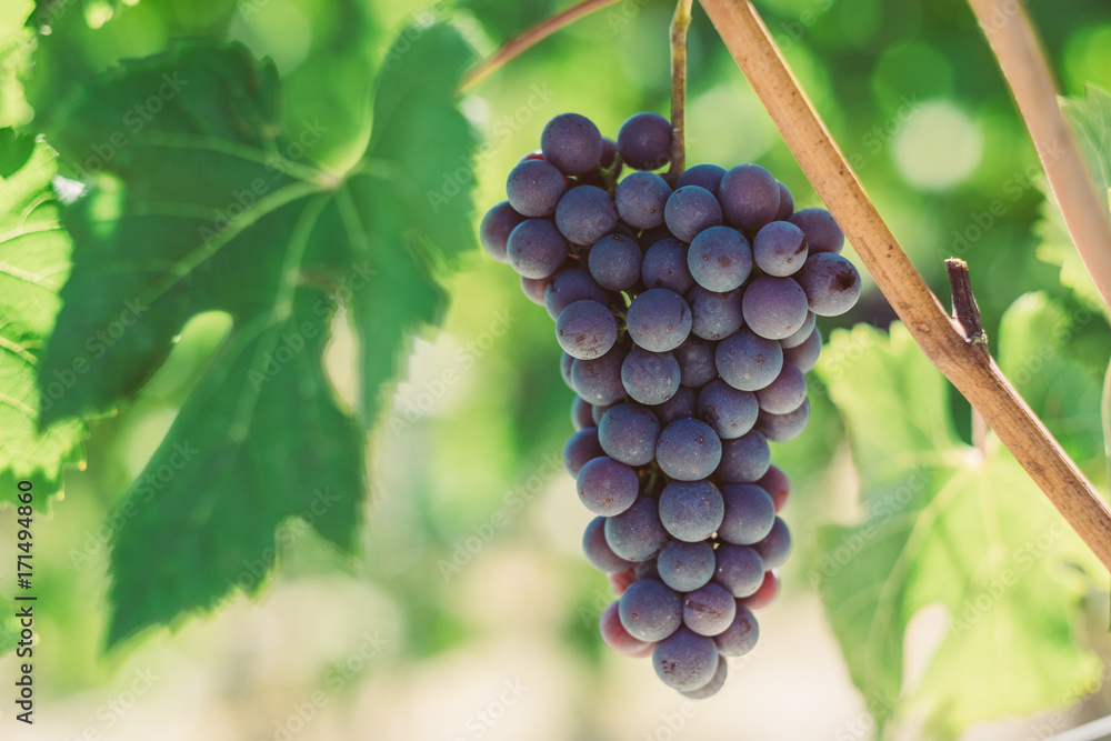 Fototapeta premium Grappolo uva vino nebbiolo