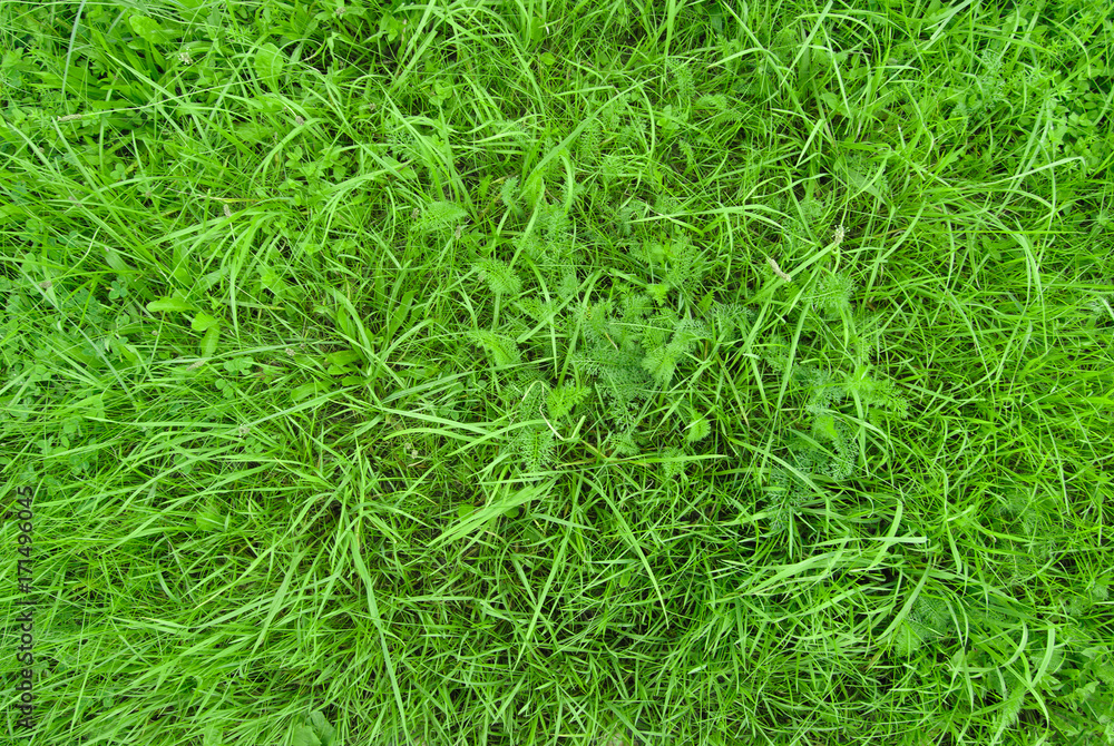 Texture. Green grass in a meadow Texture. Green grass in a meadow