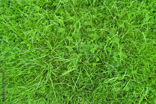 Texture. Green grass in a meadow