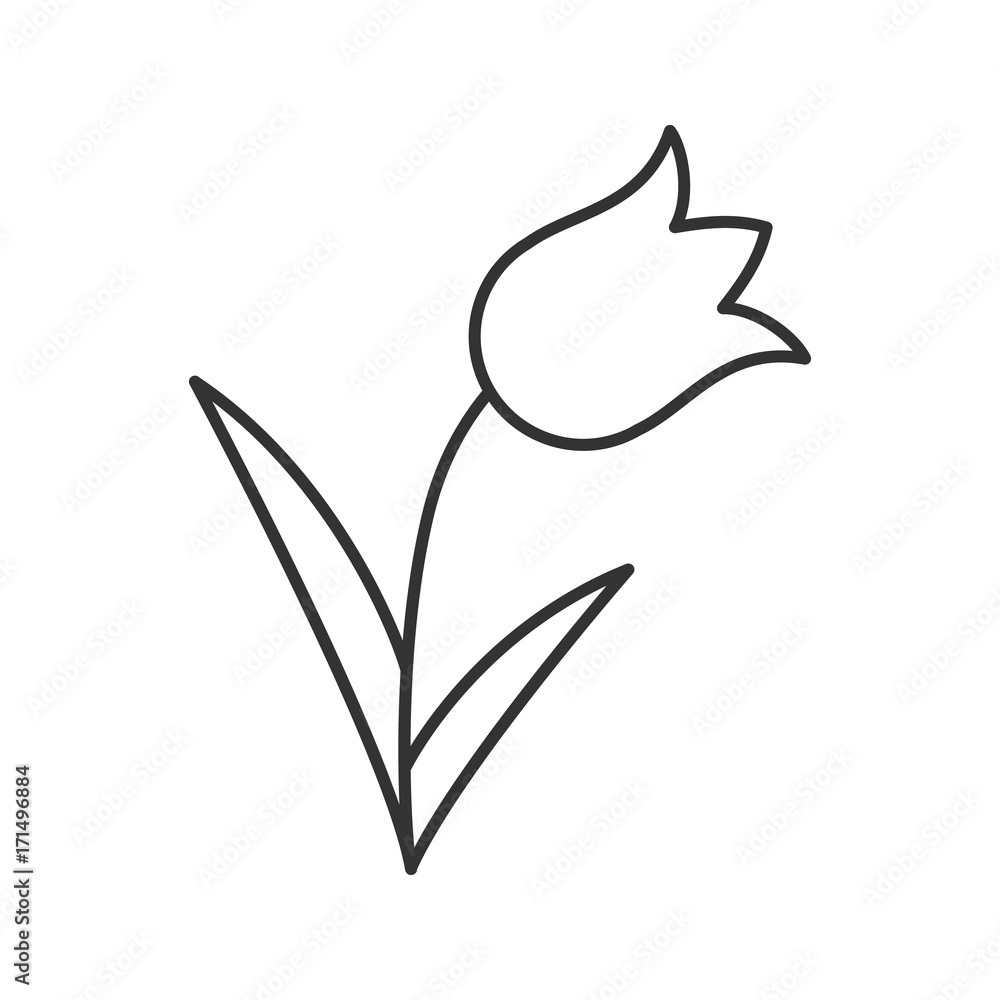 Tulip linear icon Tulip linear icon