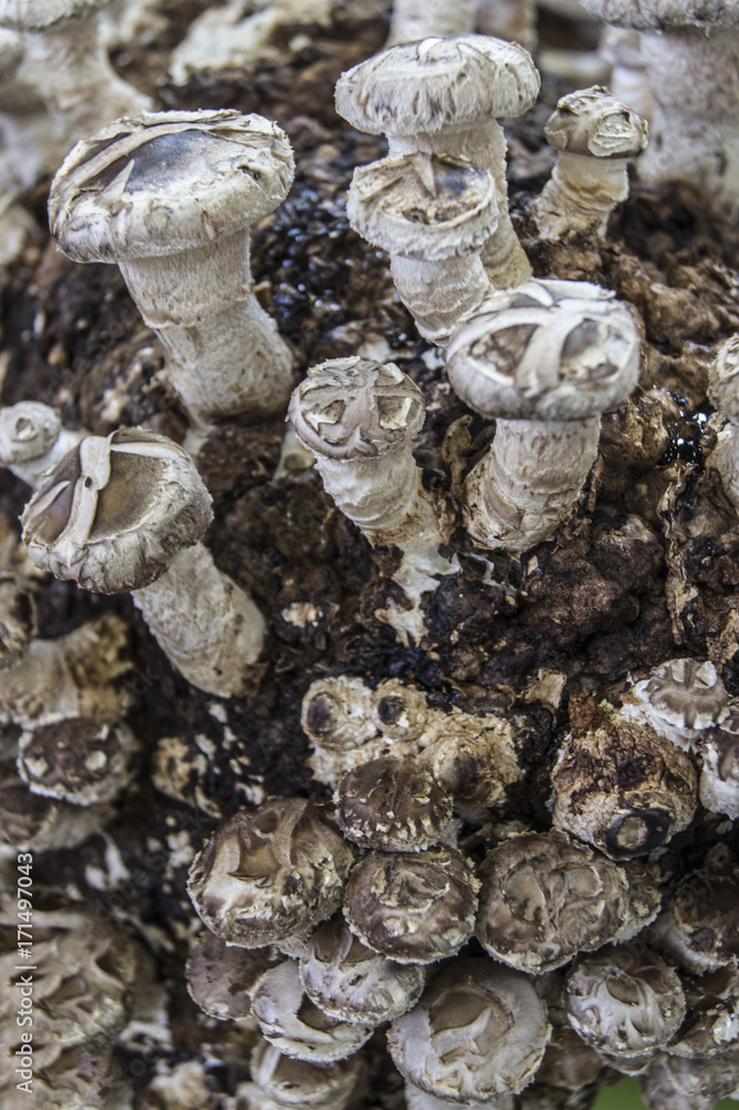 Funghi Funghi