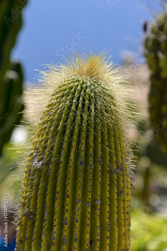 Cactus cierge, Neobuxbaumia polylopha photo