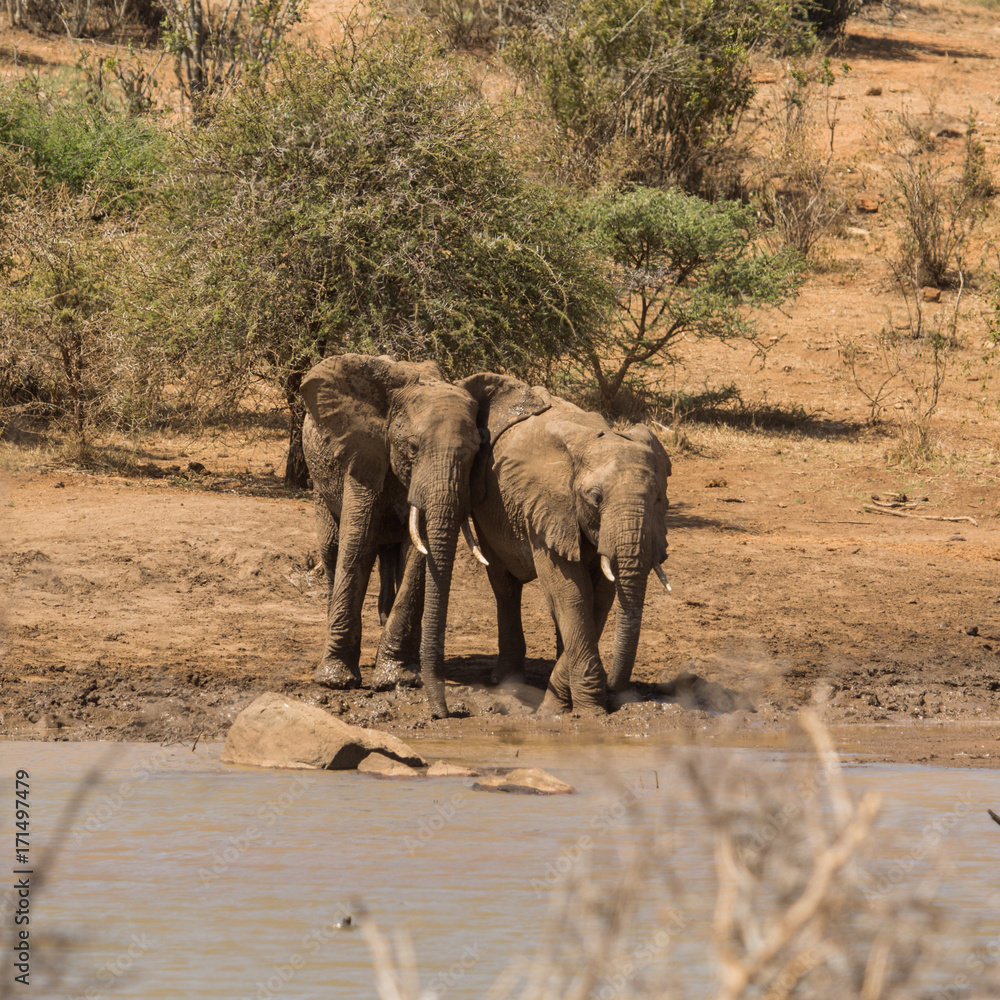 Fototapeta premium Bull Elephant at Waterhole