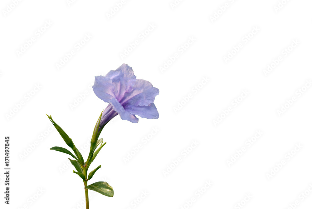 Ruellia tuberosa flower isolated on white background Ruellia tuberosa flower isolated on white background