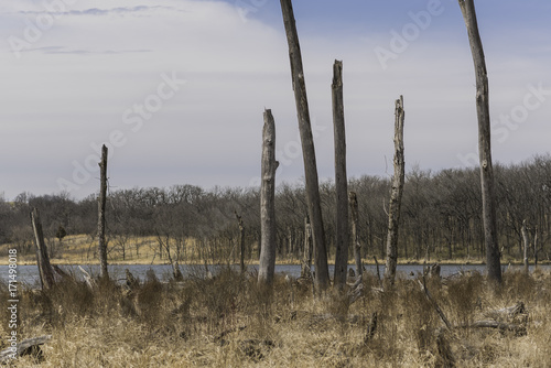 Dead Trees on Lake